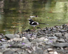 Enicurus immaculatus