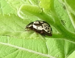 Calligrapha intermedia