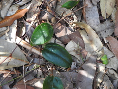 Smilax glyciphylla