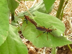 Ospriocerus tequilae