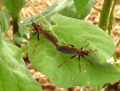 Ospriocerus tequilae