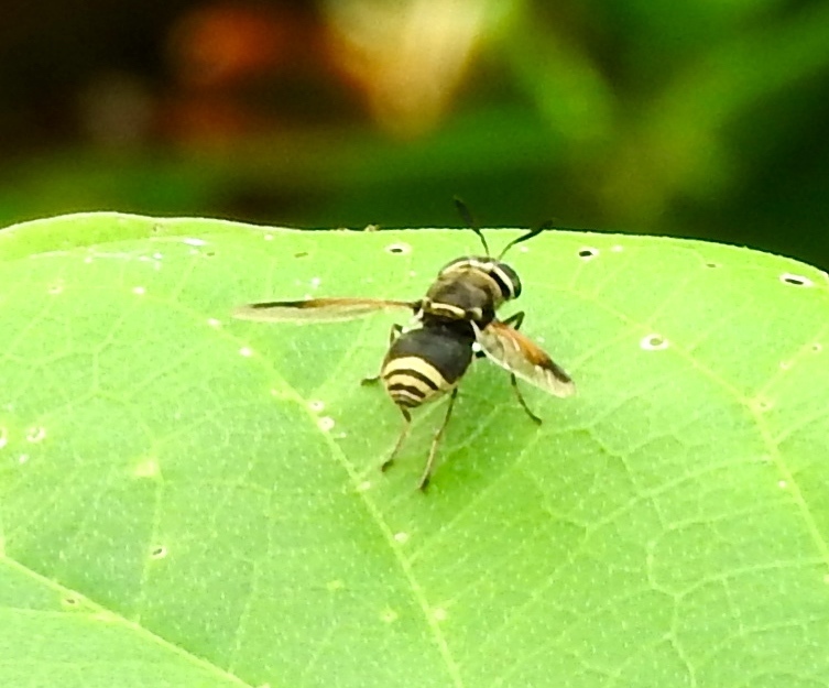 Hoplitimyia mutabilis