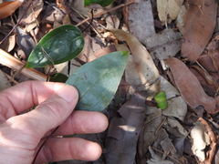Smilax glyciphylla