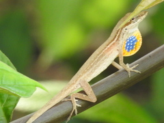 Anolis sericeus