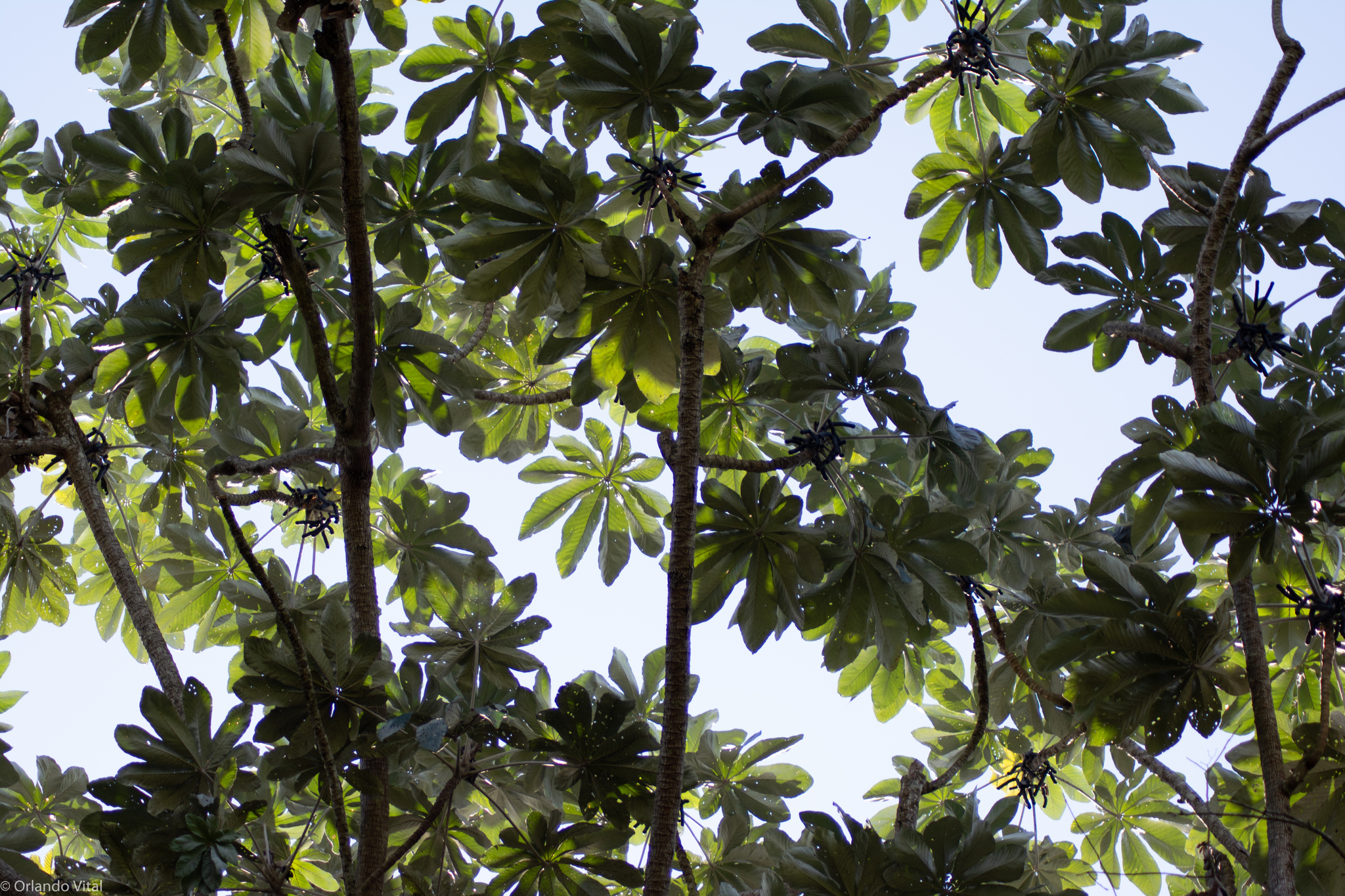 Cecropia hololeuca