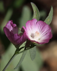 Sidalcea glaucescens