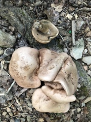 Tylopilus plumbeoviolaceus