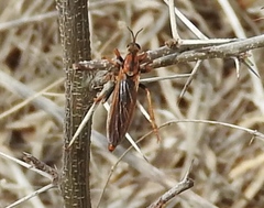 Ospriocerus tequilae