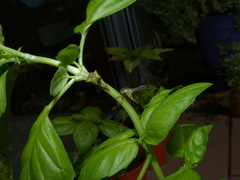 Umbonia crassicornis