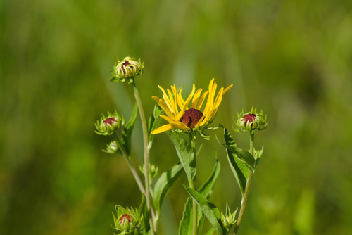 Rudbeckia subtomentosa