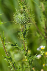 Cirsium pumilum