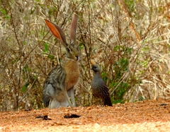 Callipepla douglasii