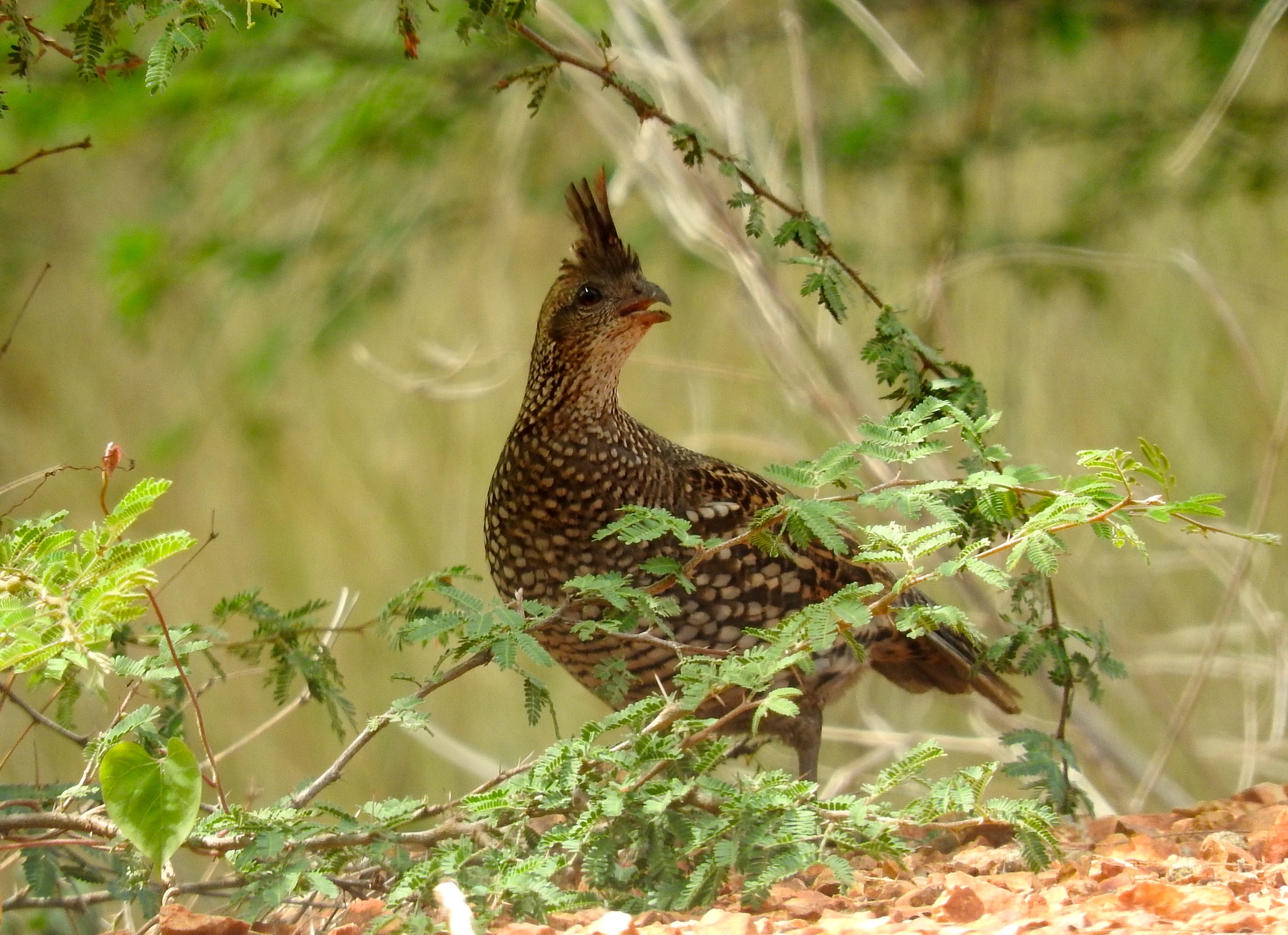 Elegant Quail illustration