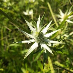Eryngium heterophyllum