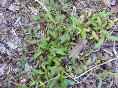 Alternanthera denticulata