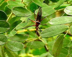 Zelus grassans