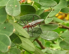 Zelus grassans