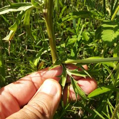Eryngium heterophyllum