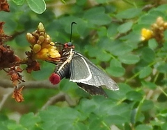 Mysoria affinis