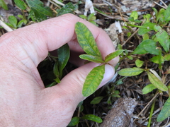 Alternanthera denticulata