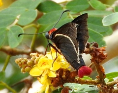Mysoria affinis