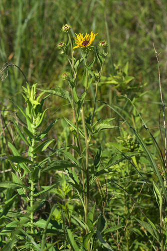 Rudbeckia subtomentosa