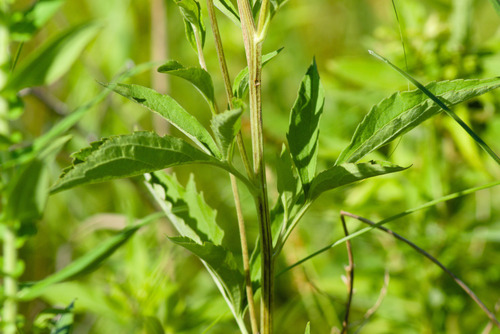 Rudbeckia subtomentosa