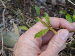 Alternanthera denticulata