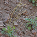Heuchera parvifolia - Photo (c) Jerry Oldenettel, algunos derechos reservados (CC BY-NC-SA)