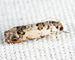 Eucosma ornatula