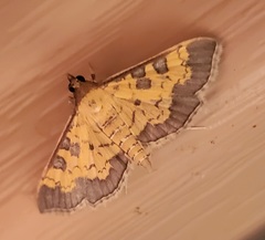 Diacme elealis