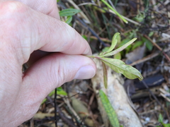 Alternanthera denticulata