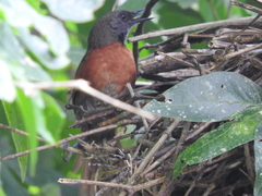 Synallaxis erythrothorax