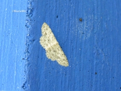 Scopula plantagenaria