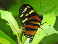 Eueides isabella eva