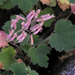 Heuchera hirsutissima - Photo (c) John Marquis, μερικά δικαιώματα διατηρούνται (CC BY-NC-ND)