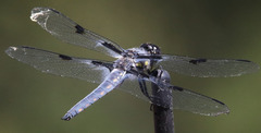 Libellula nodisticta