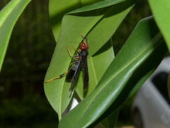 Polistes erythrocephalus