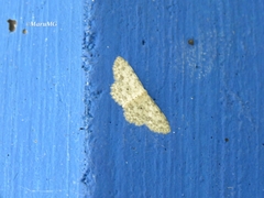 Scopula plantagenaria