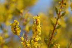Acacia brachybotrya