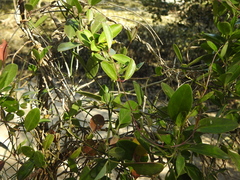 Vincetoxicum carnosum