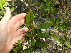 Vincetoxicum carnosum