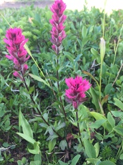 Castilleja parviflora olympica