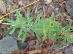 Sericocarpus linifolius