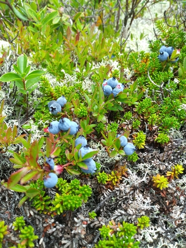 Image of Vaccinium boreale by (c) Mike Zifkin, some rights reserved (CC BY)