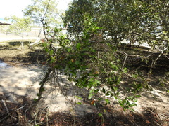 Vincetoxicum carnosum