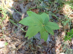 Lysimachia quadrifolia
