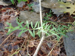 Sericocarpus linifolius