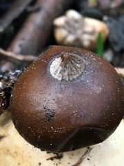 Geastrum tenuipes