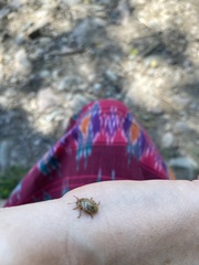 Calligrapha multipunctata